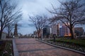 Old tree in the park in Fukuoka city Royalty Free Stock Photo