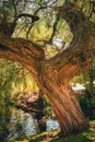 old tree in the park near pond Royalty Free Stock Photo