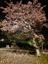 Old tree in park in the park at night nightt