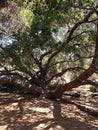 Old tree in patk Royalty Free Stock Photo