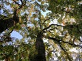 Old tree photography with leafs and blue sky in the background Royalty Free Stock Photo