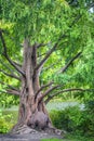 Old Tree by the Pond Royalty Free Stock Photo
