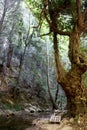 Old tree in Potami waterfalls area