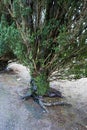 Old tree from Rahoon Cemetery Royalty Free Stock Photo