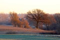 Old tree in the reddish sunrise