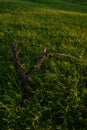 Old tree remains on the summer field