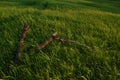 Old tree remains on the summer field