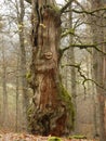 Old mysterious autumn tree with leaves and moss