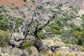 Old tree near the observatory Royalty Free Stock Photo