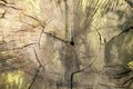 Old tree rings Royalty Free Stock Photo