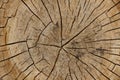 Old tree rings pattern Royalty Free Stock Photo