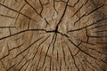 Old tree rings pattern Royalty Free Stock Photo