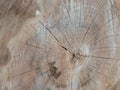 Old tree rings texture background Royalty Free Stock Photo