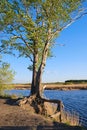 Old tree on river bank with spreading roots Royalty Free Stock Photo