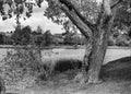 Old tree beside the river erne