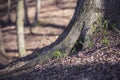 Old tree root closeup in a sunlit woodland