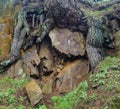 An old tree rooted on a big rock