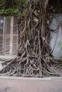 Old tree roots with an old building in the background Royalty Free Stock Photo