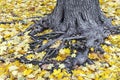 Old tree roots covered with yellow maple leaves Royalty Free Stock Photo