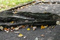 Old tree roots destroy the asphalt as they grow through the pavement