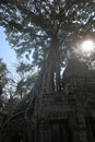 Tree roots growing out of stone temple in angkor wat city of khmer civilisation, cambodia, sun shining through canopy Royalty Free Stock Photo