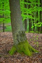 Old tree with roots