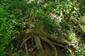 Old tree roots overgrown with ivy and moss in forest on spring day Royalty Free Stock Photo