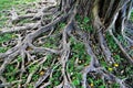 Old Tree Roots Royalty Free Stock Photo