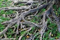 Old Tree Roots Royalty Free Stock Photo