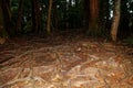 Old Tree roots in park Sybmol of source