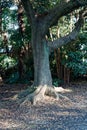 Old Tree roots in park Sybmol of source