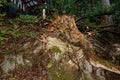 Old Tree roots in park Sybmol of source