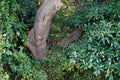 Old Tree roots in park Sybmol of source