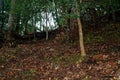 Old Tree roots in park Sybmol of source