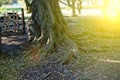 Old Tree roots in park Sybmol of source