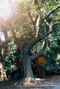 Old Tree roots in park Sybmol of source