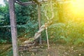 Old Tree roots in park Sybmol of source