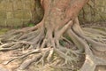 Old tree and roots