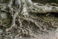 Old tree roots Royalty Free Stock Photo