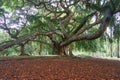 Old tree in Royal Botanical Gardens, Peradeniya, Sri Lanka Royalty Free Stock Photo