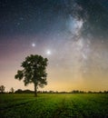 Old tree and Saturn, Jupiter and Milky way