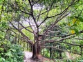 Old banian Tree