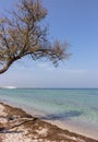 Old tree on seaside against white boat on sunny day. Tropical paradise concept. Sand beach with seaweed and tree. Royalty Free Stock Photo