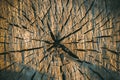 Old tree slice background texture cracks