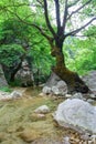 Old tree and a small creek