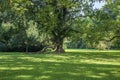 Old tree - Soliter in the garden. The sun shines and forms shadows in the meadow Royalty Free Stock Photo