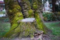 Old tree with a special root, covered by green moss.
