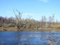 Old  tree in spring , Lithuania Royalty Free Stock Photo