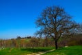 Old Tree In Spring Royalty Free Stock Photo