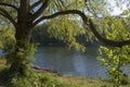 Tree by a Pond Royalty Free Stock Photo